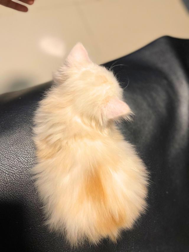 แมวขาวปนส้มนิดหน่อย-(boy)เกิด13/10/68 12