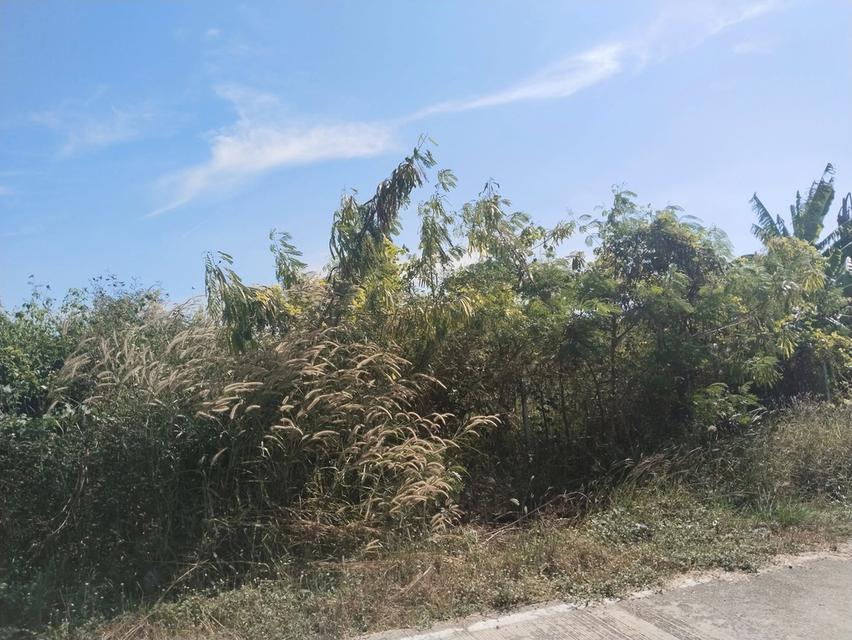 ขายที่ดินท่าไข่ แปดริ้ว 4 ไร่ ซอยวัดนิโคธาราม ใกล้สถานีรถไฟความเร็วสูง เมืองฉะเชิงเทรา 4