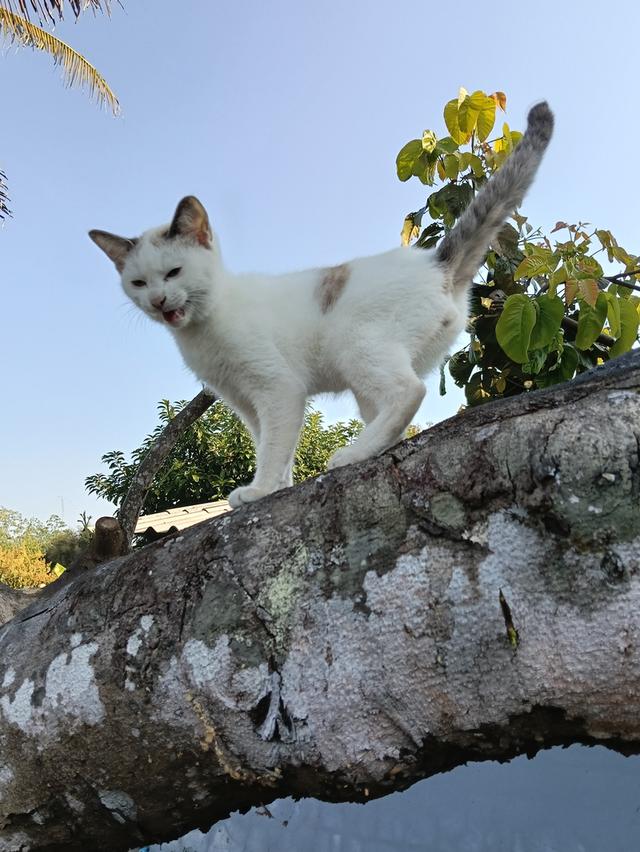 แมวชาย 3 สี ผู้ให้โชคลาภ รูปที่ 5