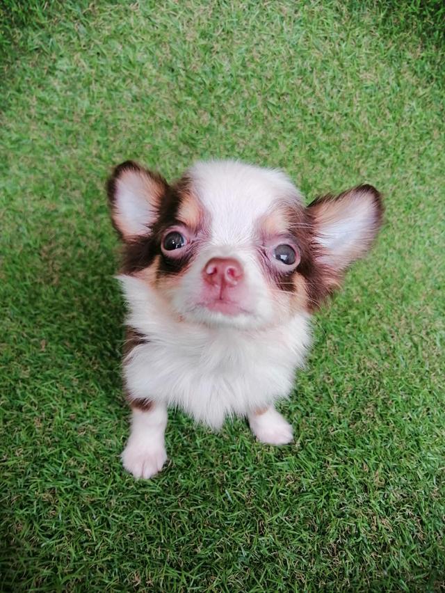 ชิวาว่าแท้ขนยาวสีช็อค ชาย