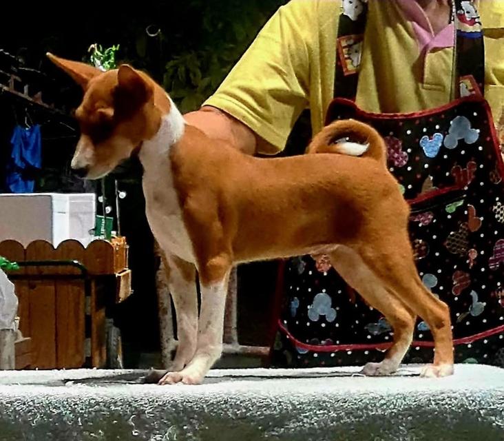 สุนัข Basenji นำเข้า