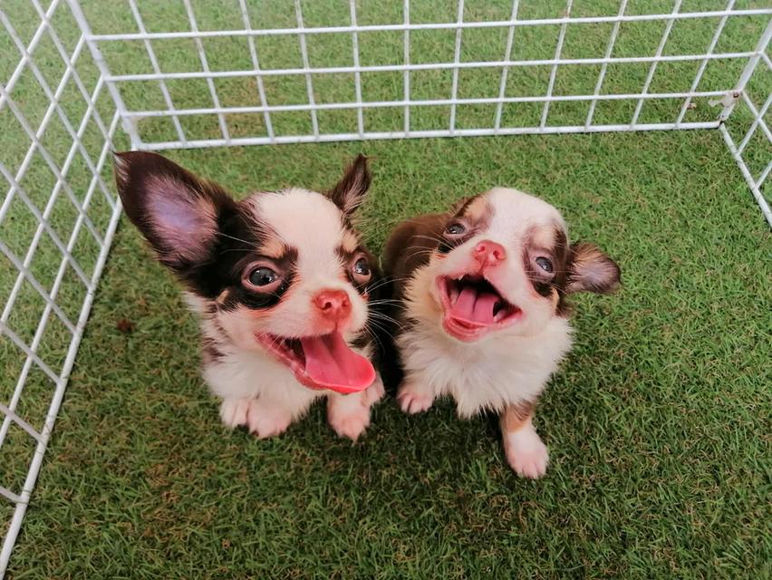 ชิวาว่าเเท้ขนยาว ชายล้วน พร้อมย้าย 5