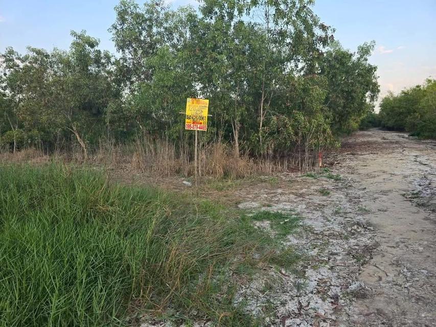 ขายด่วนที่ดิน 120 ตารางวา ติดถนนคอนกรีตสาธารณะ อ.บางเลน จ.นครปฐม 2