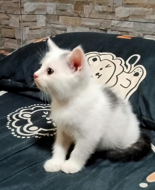 ลูกแมวพันธุ์ 3ตัว 9