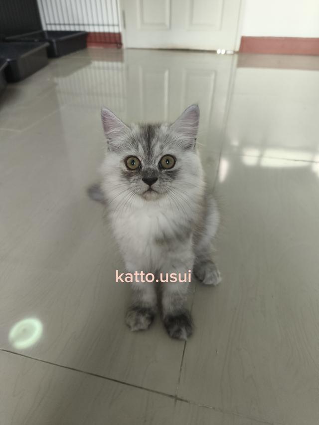 ลูกแมวเปอร์เซีย  6