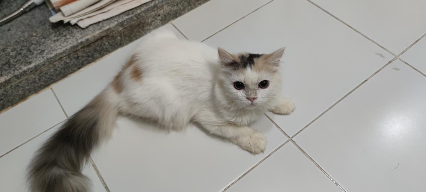 scottish. fold 3
