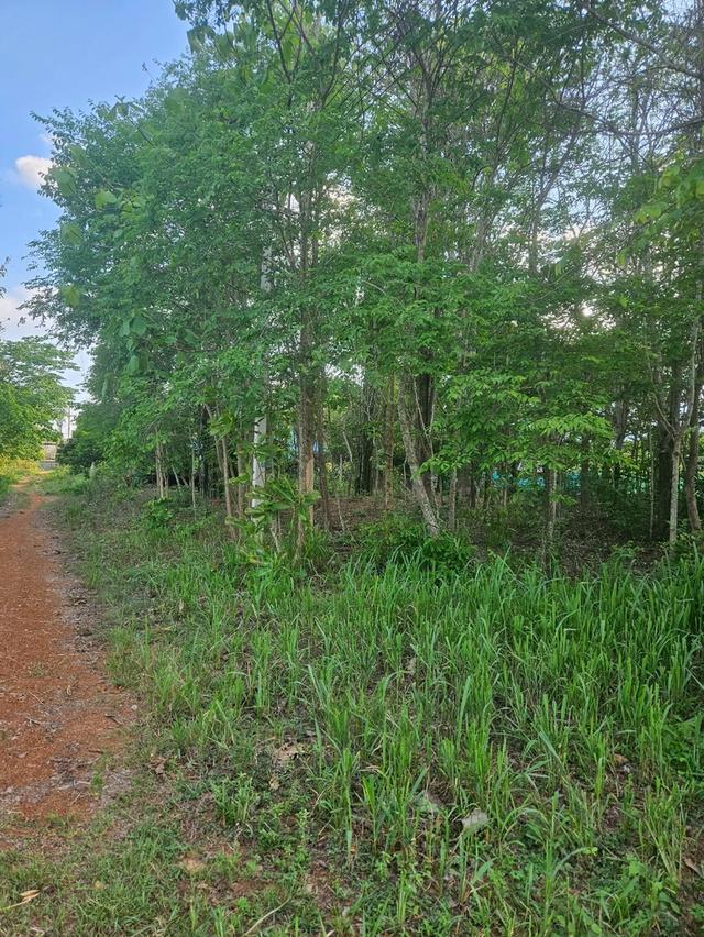 ขายบ้านพร้อมที่ดิน 14