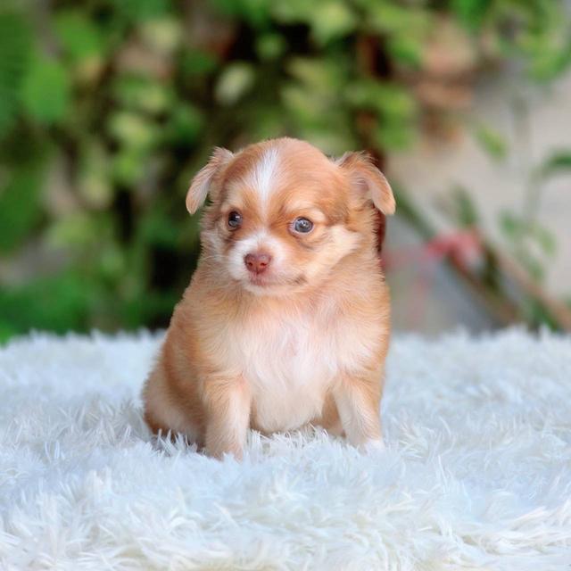 ชิวาวาแท้ ขนยาว เพศผู้ รูปที่ 4