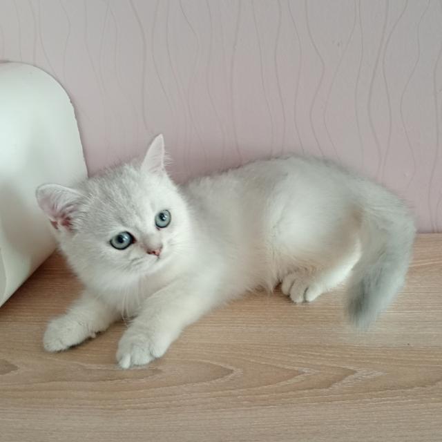 😺ลูกแมวสก็อตติชโฟล์ดแท้🐈🐈🐈 7