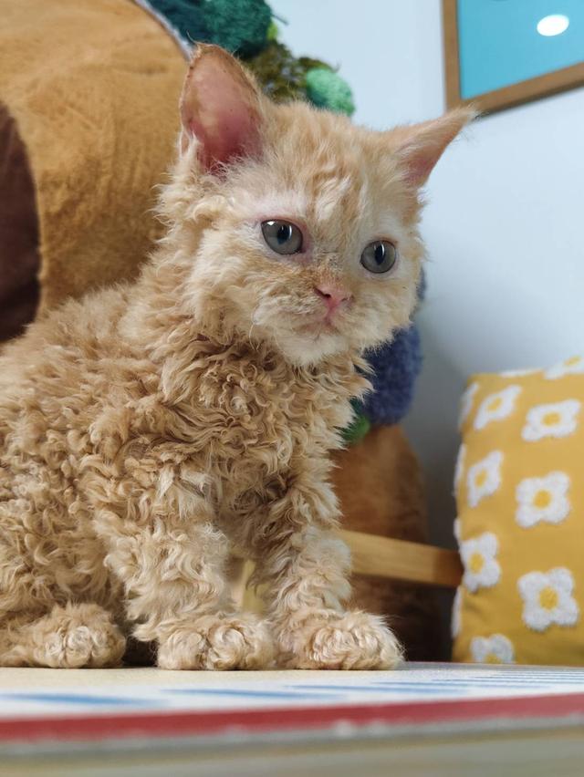 เซลเกริ์กเร็กซ์ Selkirk rex Oscat cattery chiangmai