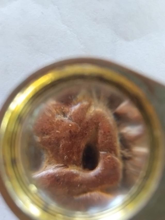 ซุ้มกอ จ.กำแพงเพชร.. รูปที่ 3