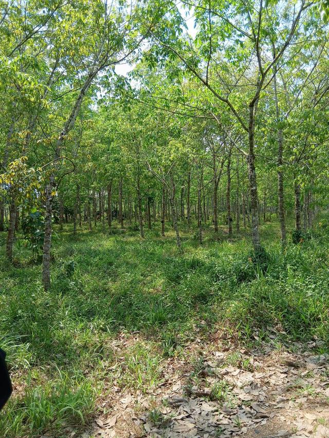 ที่ดิน สวนยางพร้อมกรีด จำนวน 10 ไร่ 3