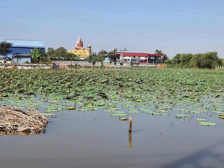 Vายที่ดินซอยวัดป่าห้าพระองค์ 200 ตารางวา แปลงมุม ติดถนนคลองเเอนคลองสาม 5/4-1 อ.คลองหลวง จ.ปทุมธานี 9