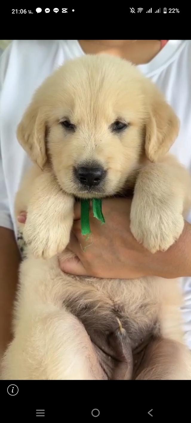 สุนัขพันธุ์โกลเด้นรีทรีฟเวอร์