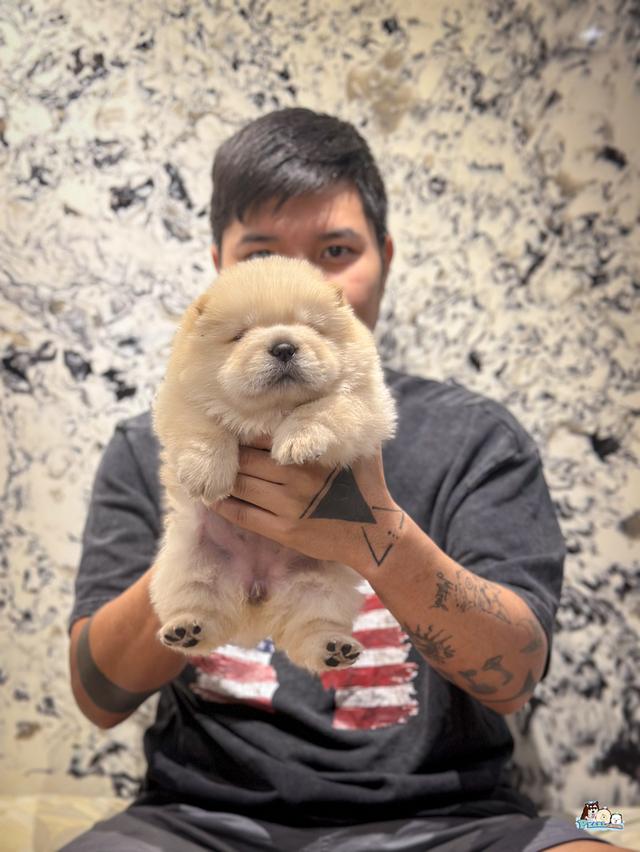น้องเชาเชา สีครีม พ่อแม่นำเข้า