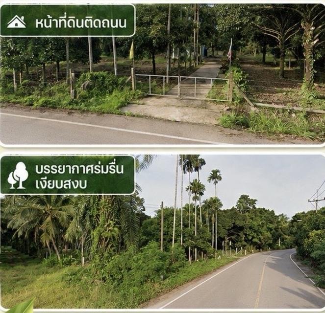 ขายสวนมังคุดพร้อมบ้านพัก ต.บางนําจืด อ.หลังสวน จ.ชุมพร 2