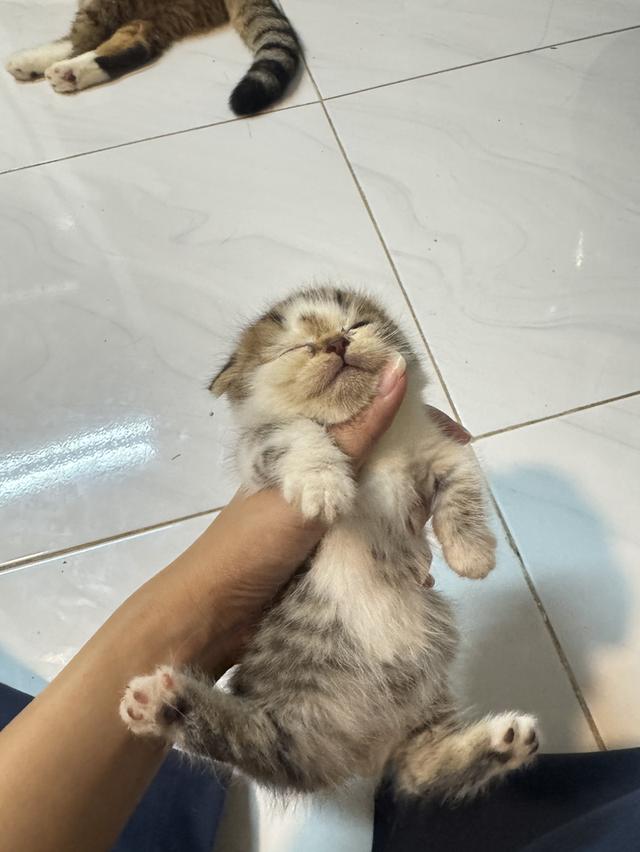 แมวขาสั้น 4