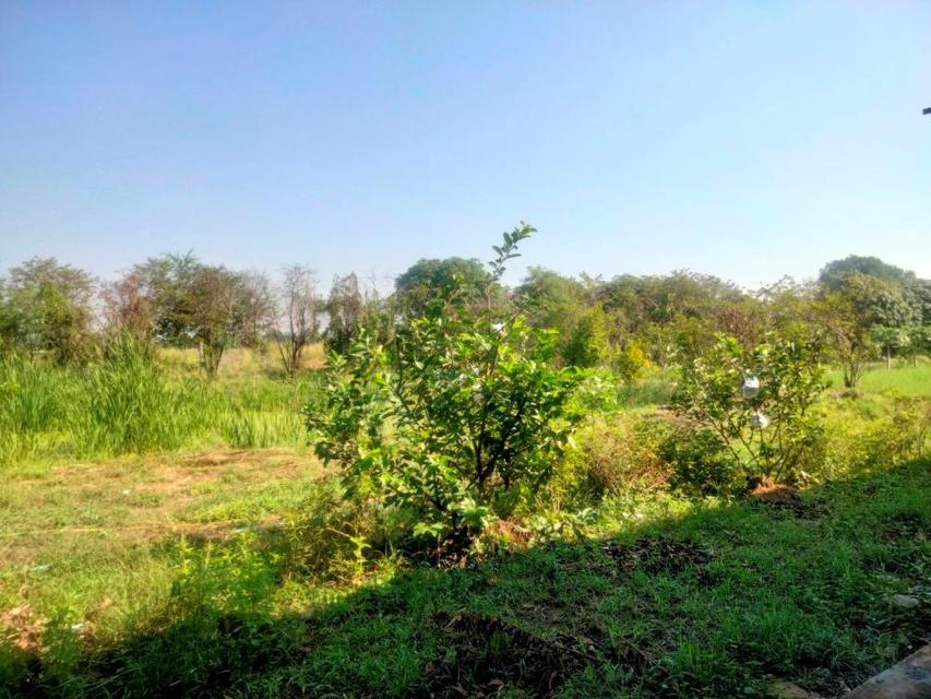 ให้เช่าพื้นที่เป็นอาคารเปิดโล่ง 250 ตร.ม. พร้อมบ้านเดี่ยว 1 หลัง อยู่ท่ามกลางสวนไร่นา บรรยากาศดีมาก ตำบลดอนพุด สระบุรี 7