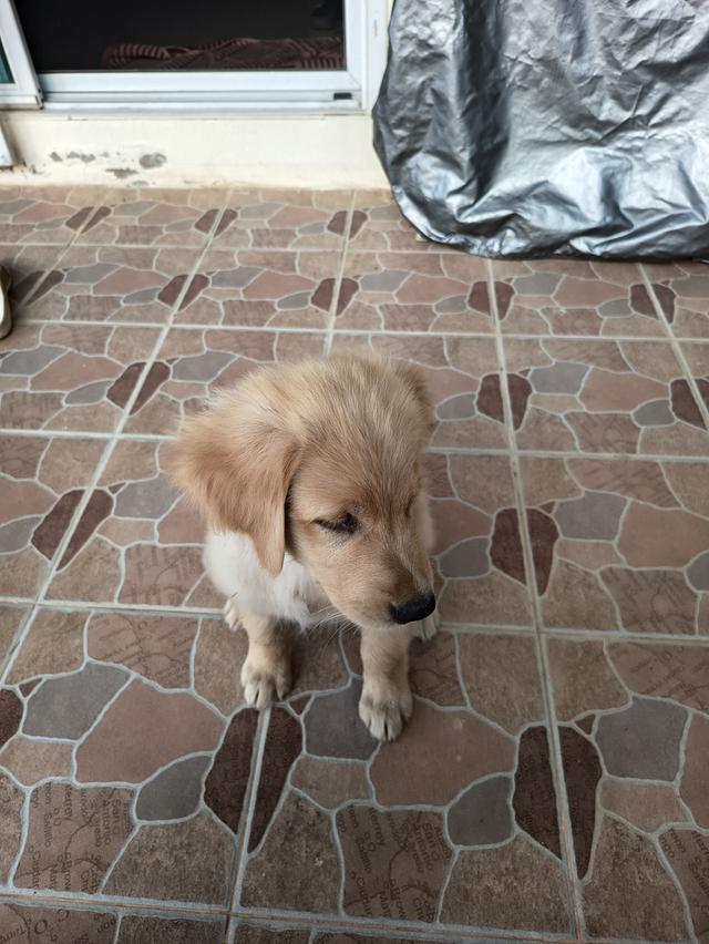 ลูกสุนัขโกลเด้น 2 เดือน พร้อมฉีดวัคซีน เพศ ญ