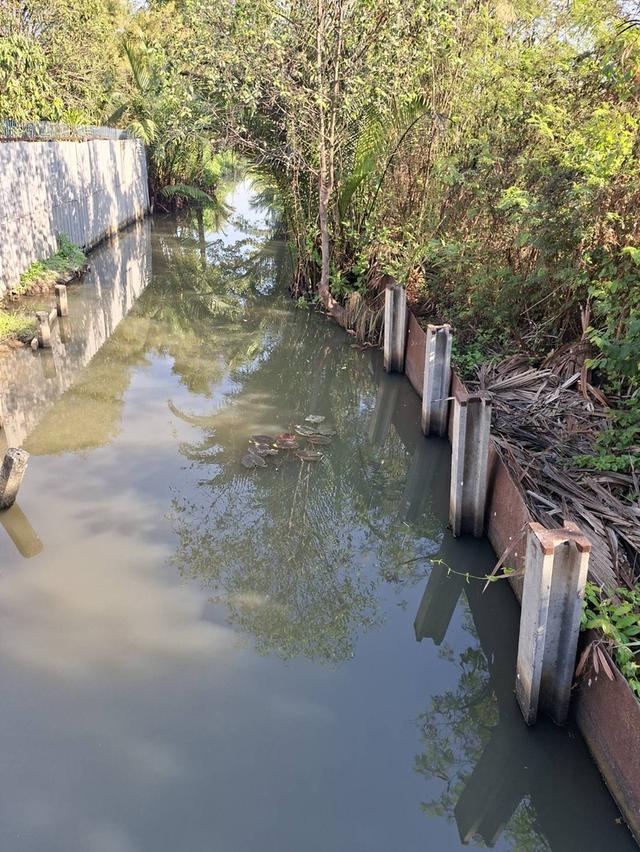 ขายที่ดินบางกะเจ้า 300 ตร.ว. ใกล้สวนศรีนครเขื่อนขันธ์ หน้าติดถนน หลังติดคลอง 13