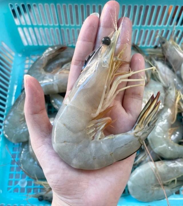 กุ้งแช่บ๊วยขนาดใหญ่ สดๆ 4