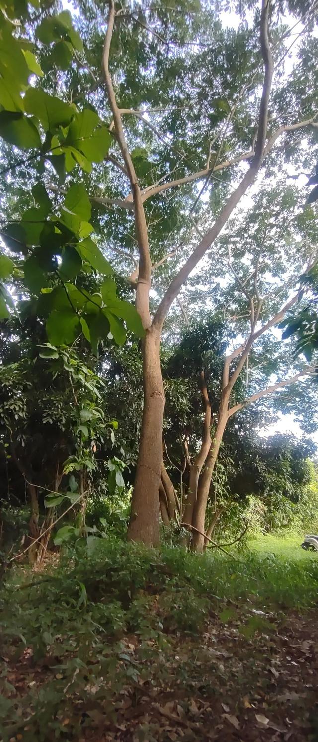 ที่สวน1ไร่2งาน73ตรว 320,000 ที่สวยมากเป็นสวนมีต้นสักใหญ่มากๆหลายต้น มีต้นลำไยสิบกว่าต้น กำลังให้ผลผลิตเยอะมาก มีต้นไผ่ มีต้นก้ามปู มีต้นงิ้ว ท 8