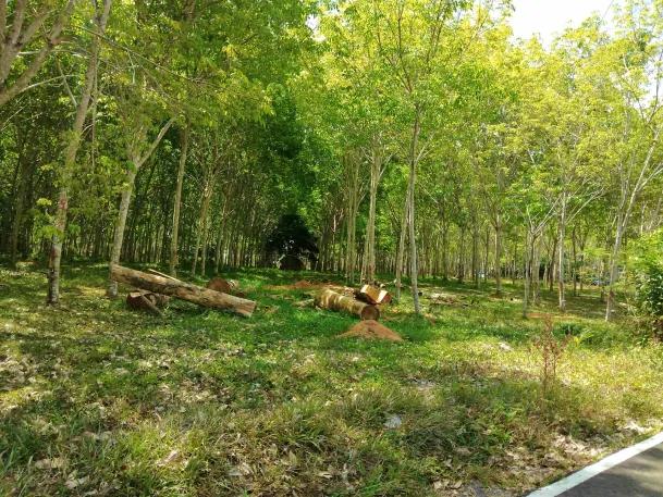 ไร่ยาง นส.4 จ. ครุฑแดง 4 ไร่กว่า พร้อมทำรายได้ทันที 2