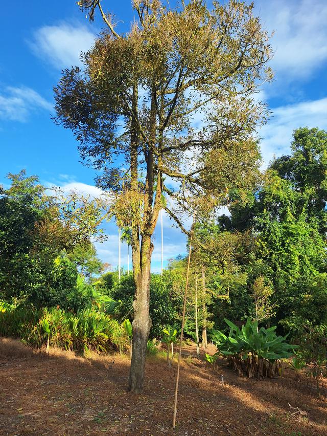 สวนทุเรียนแปลงเล็กระยอง 3