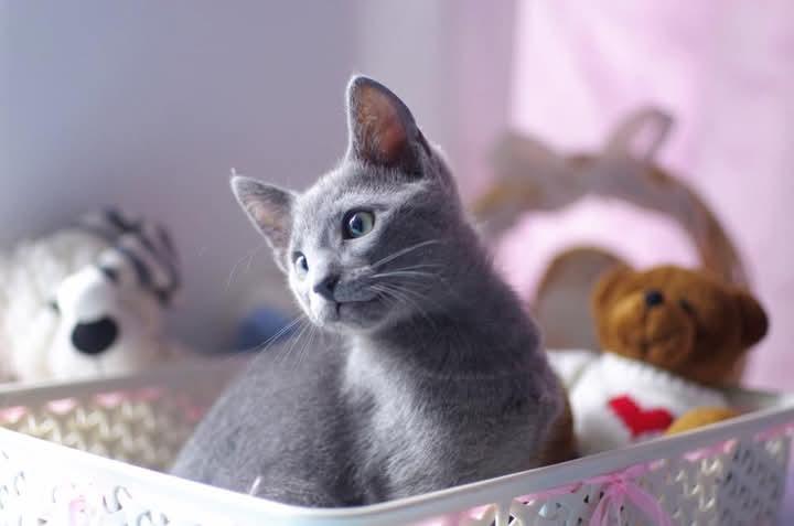 แมว Russian Blue พร้อมย้ายบ้าน 4