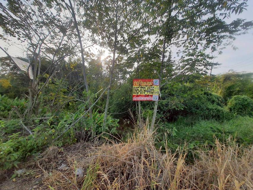 Vายถูกที่สุด ที่ดินติดถนนเลียบคลองสิบสี่  2 ไร่ ทำเลดี มีอนาคต นักลงทุนไม่ควรพลาด อ.หนองเสือ จ.ปทุมธานี 3