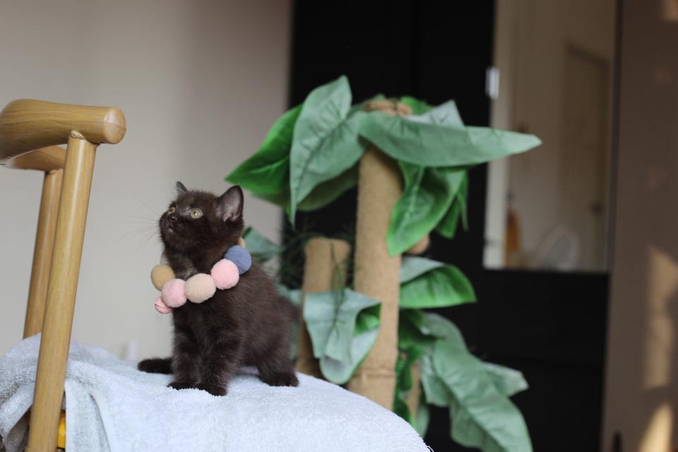 ลูกแมวบริติชช็อตแฮร์ผสมสก็อตติชช็อตแฮร์ 14