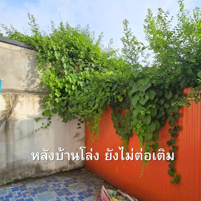 พฤกษา85 หนามแดง บางพลี  9