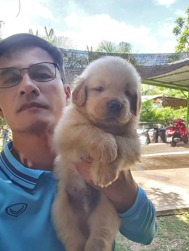 ลูก​สุนัข​พันธุ์​โกลเด้น​หน้าหมี รูปที่ 2