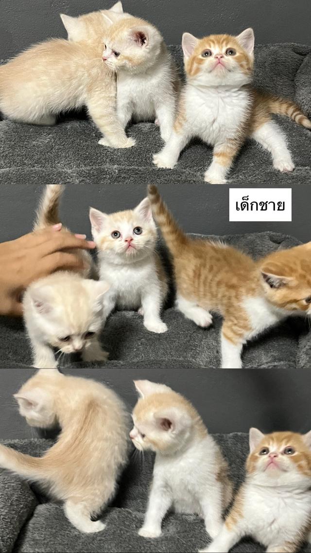 แมวสก็อตติชโฟลด์ 2