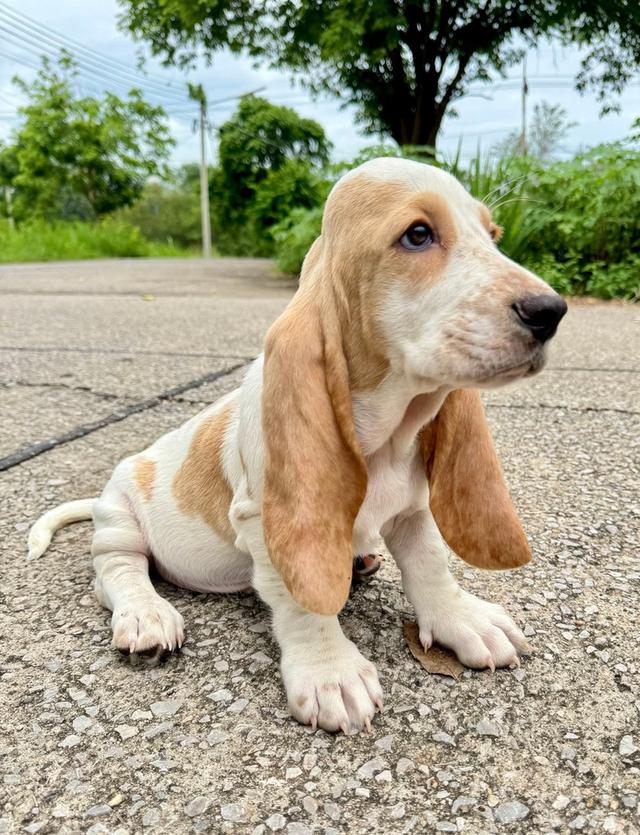 สัตว์เลี้ยงบาสเซ็ตฮาวด์ 12