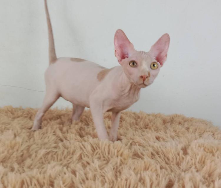 5.แมวสฟิงซ์/เพศผู้ หาบ้าน Sphynx Cat/Male looking for a new home