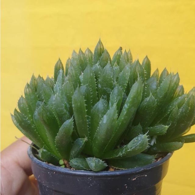 กุหลาบหิน Haworthia Cymbiformi 2