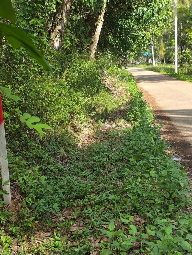 ที่ดินเกาะยาว ต.พรุใน จ.พังงา 3