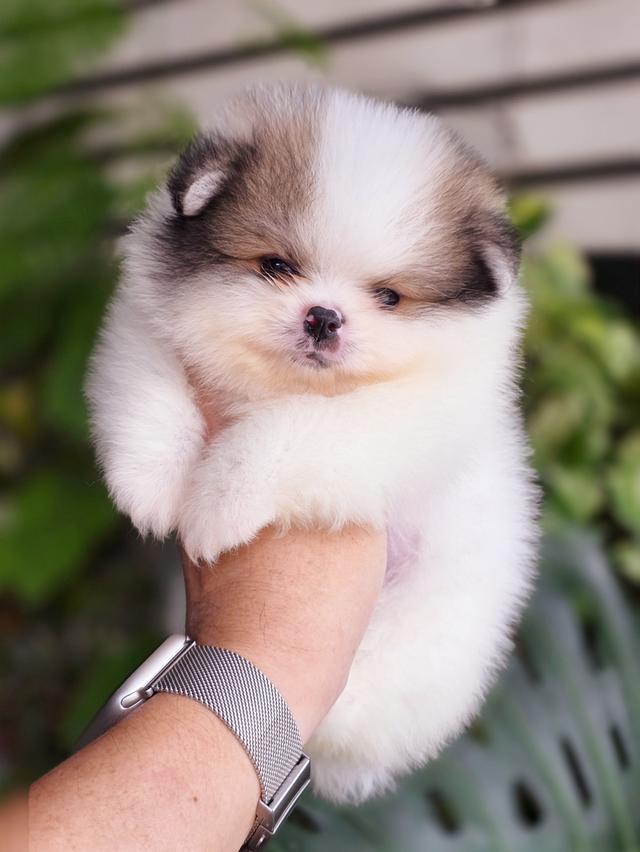 Pomeranian น้องขุนนางปอมหมีสีปาร์ตี้สายพันธุ์แท้ 7