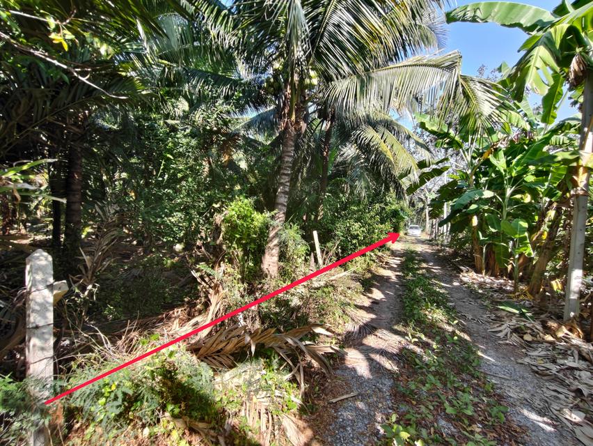 ขายที่ดิน บ้านและสวนมะพร้าว 6