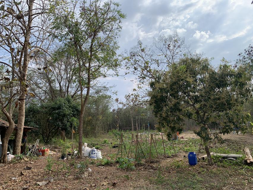 ที่ดิน 9 ไร่ 1 งาน 7 ตรว 7