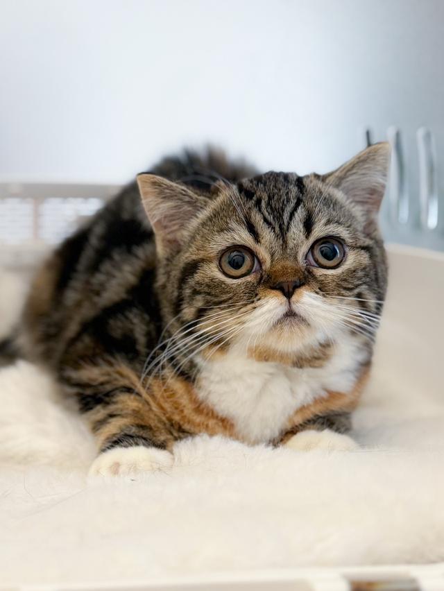 Scottish straight 3สี รูปย่อยที่ 2