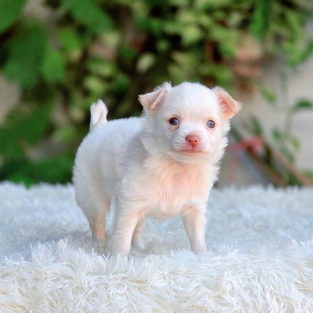 ชิวาวาแท้ขนยาวสีขาวครีมเพศผู้ รูปที่ 2