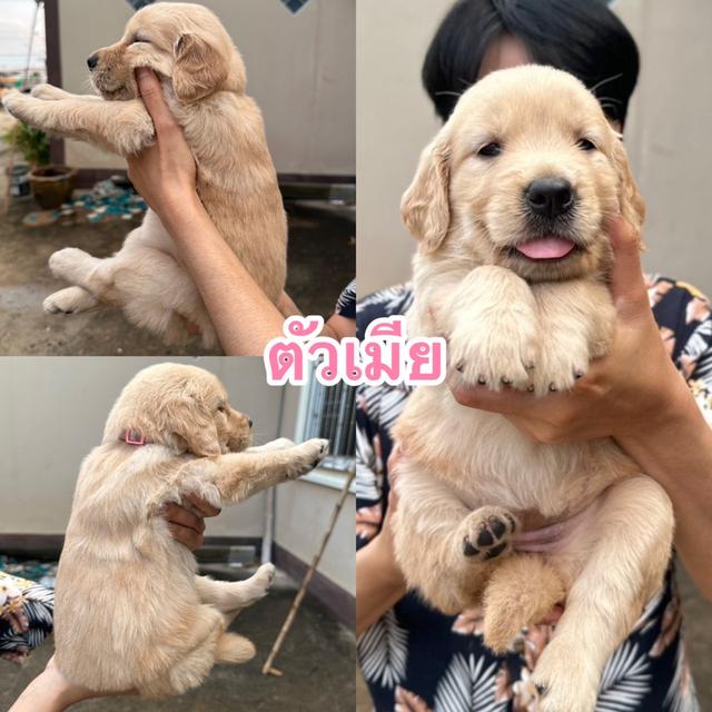 ลูกสุนัขโกเด้น 1