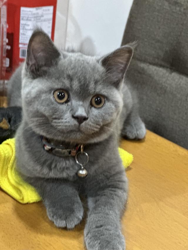 หนุ่มน้อย บริติชช๊อตแฮร์ อายุ3เดือน