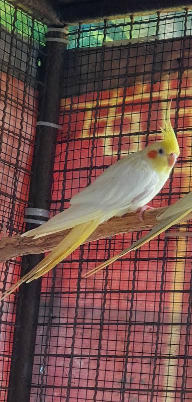 นกค๊อกคาเทลลูติโน่ (Lutino Cockatiel) 3