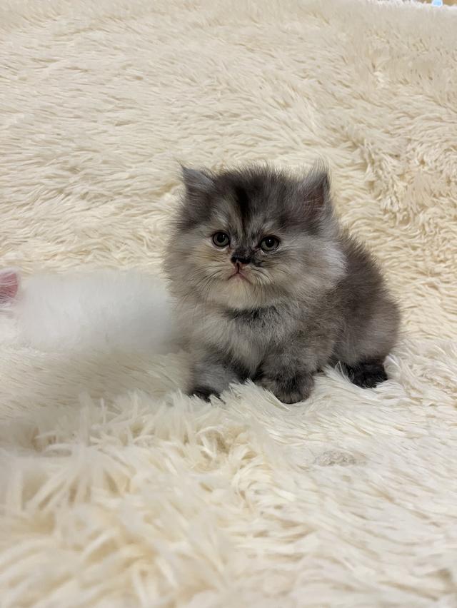 แมวเปอร์เซีย 😊🤭😆😁่ี่ 7