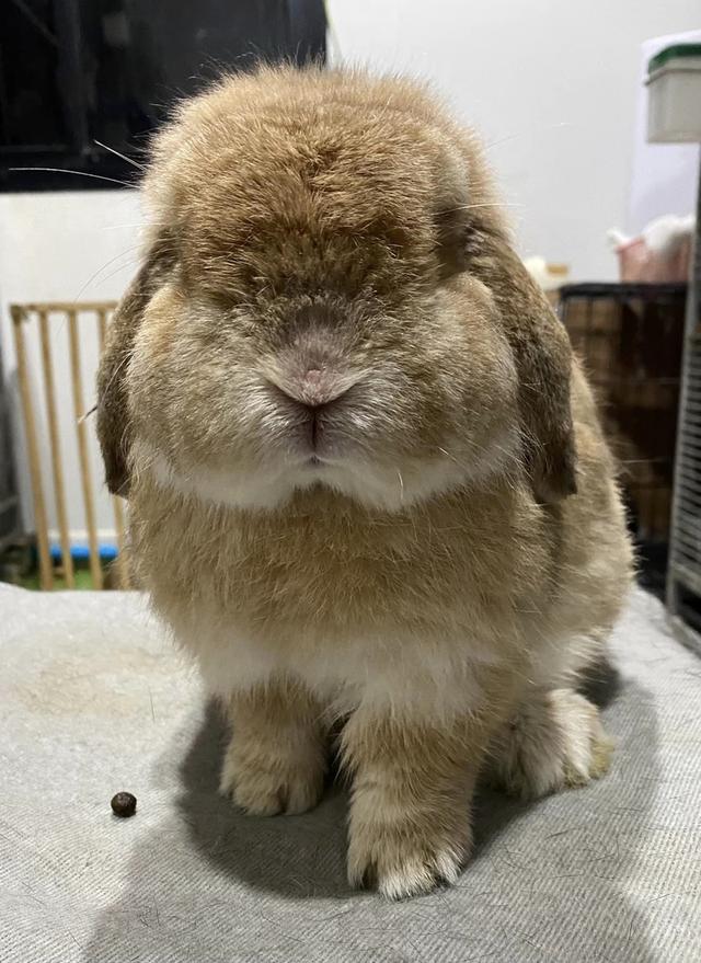 Holland Lop หาบ้านใหม่ 1