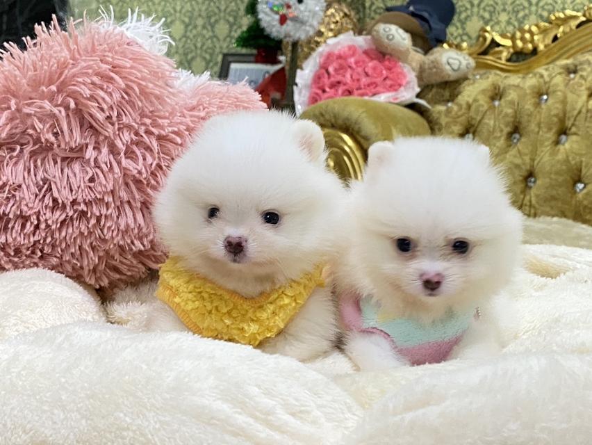ลูกปอมเมอเรเนียนแท้ น่ารัก สดใส ขี้เล่น สีสวย สอบถามได้นะคะ รูปที่ 3