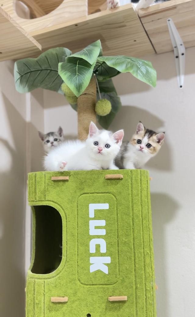 ลูกแมวสก๊อตติชโฟลด์👧🏻👶🏻 รูปย่อยที่ 3